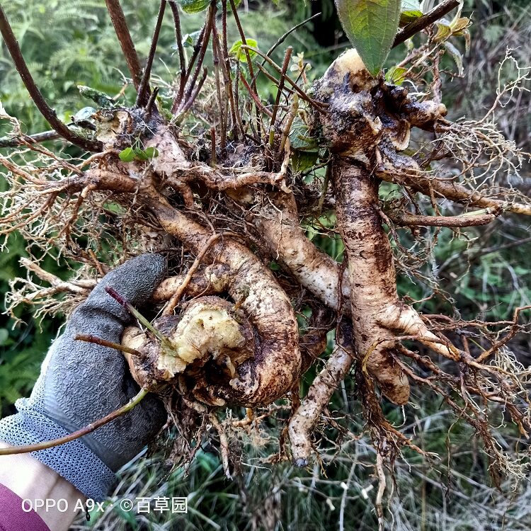 新鲜朝天罐线鸡腿葫芦大金金钟高脚红缸罐子其他药食