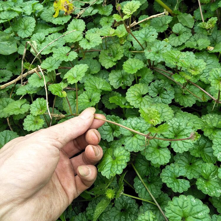 新鲜连钱500g透骨金钱四方雷公马蹄铜钱草钻地其他药食同源食品
