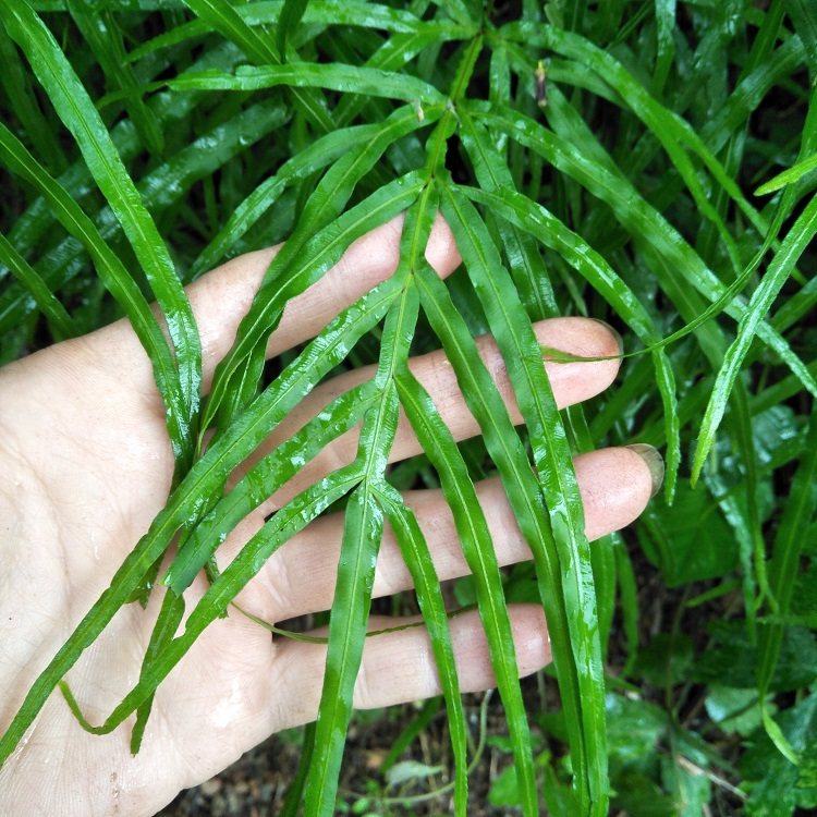 凤尾新鲜500g包邮草鸡鸡脚草金鸡尾五指井边其他药食同源食品