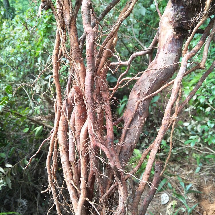 现挖山根生新鲜桃金娘根500g包邮山岗念根岗捻根中草其他药食同源食品