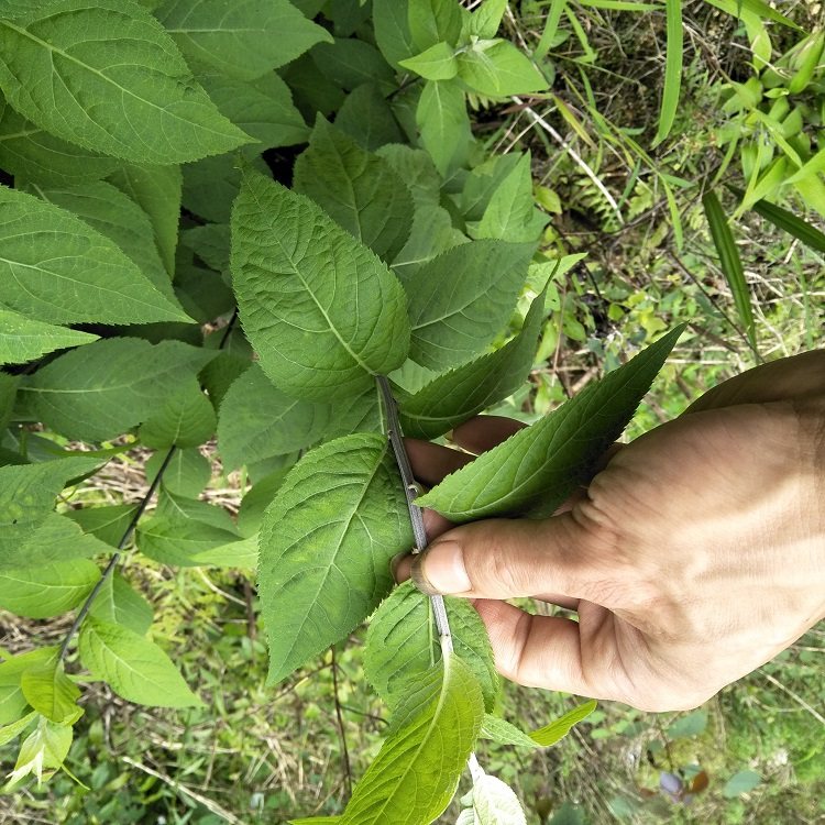 寄奴新鲜南刘奇蒿千米细白花九牛六月九里光苦连其他药食同源食品
