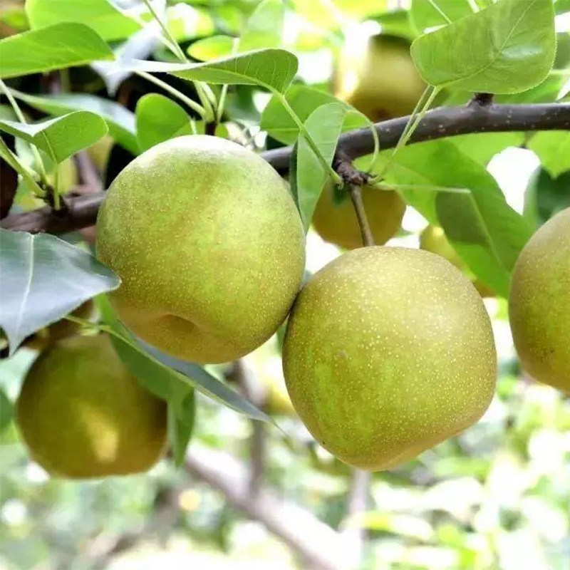 新鲜水果上海庄行超甜蜜梨梨子青皮翠冠应季梨