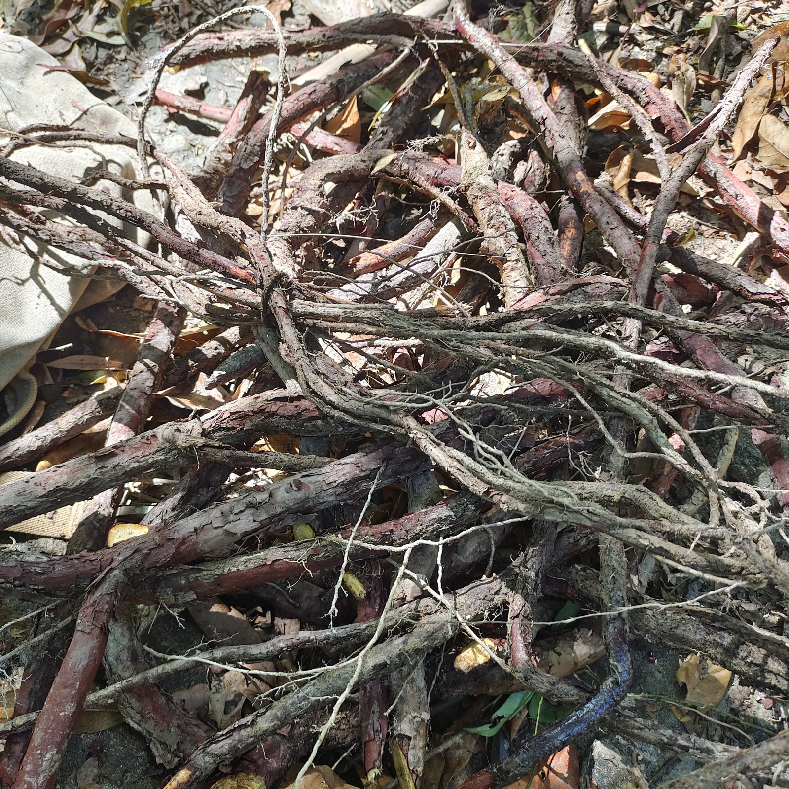 500克入石铁牛石铁牛穿破高山中青筋状元藤根血风其他药食同源食品