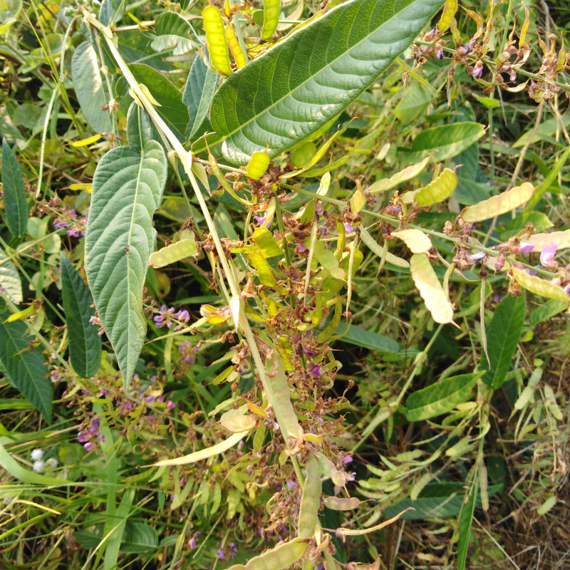野生药材葫芦茶草药田刀柄咸鱼草狗舌犁仙茶伯罗舌干品500g包邮