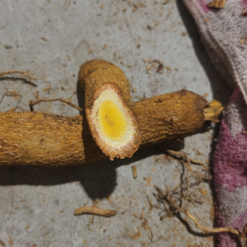 2022掌血根500g干品砍段手工救驾棒大三百飞龙其他药食同源食品