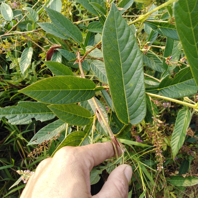 新晒鱼草500g舌干伯罗犁仙狗舌咸鱼药材刀柄其他药食同源食品