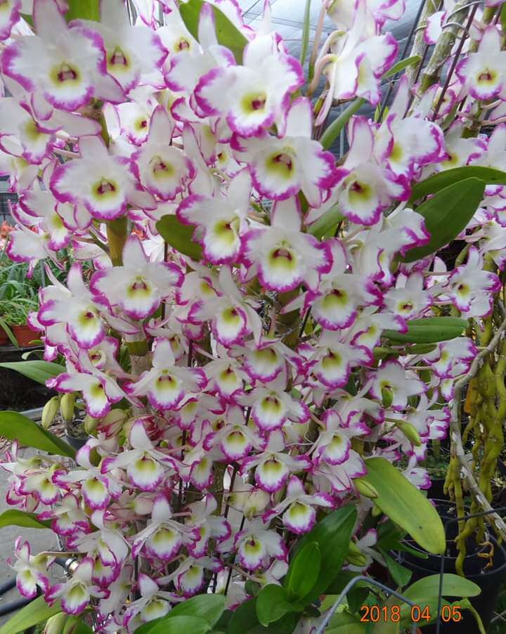 lucky pochott pierce耳环泼墨春石斛兰花洋兰