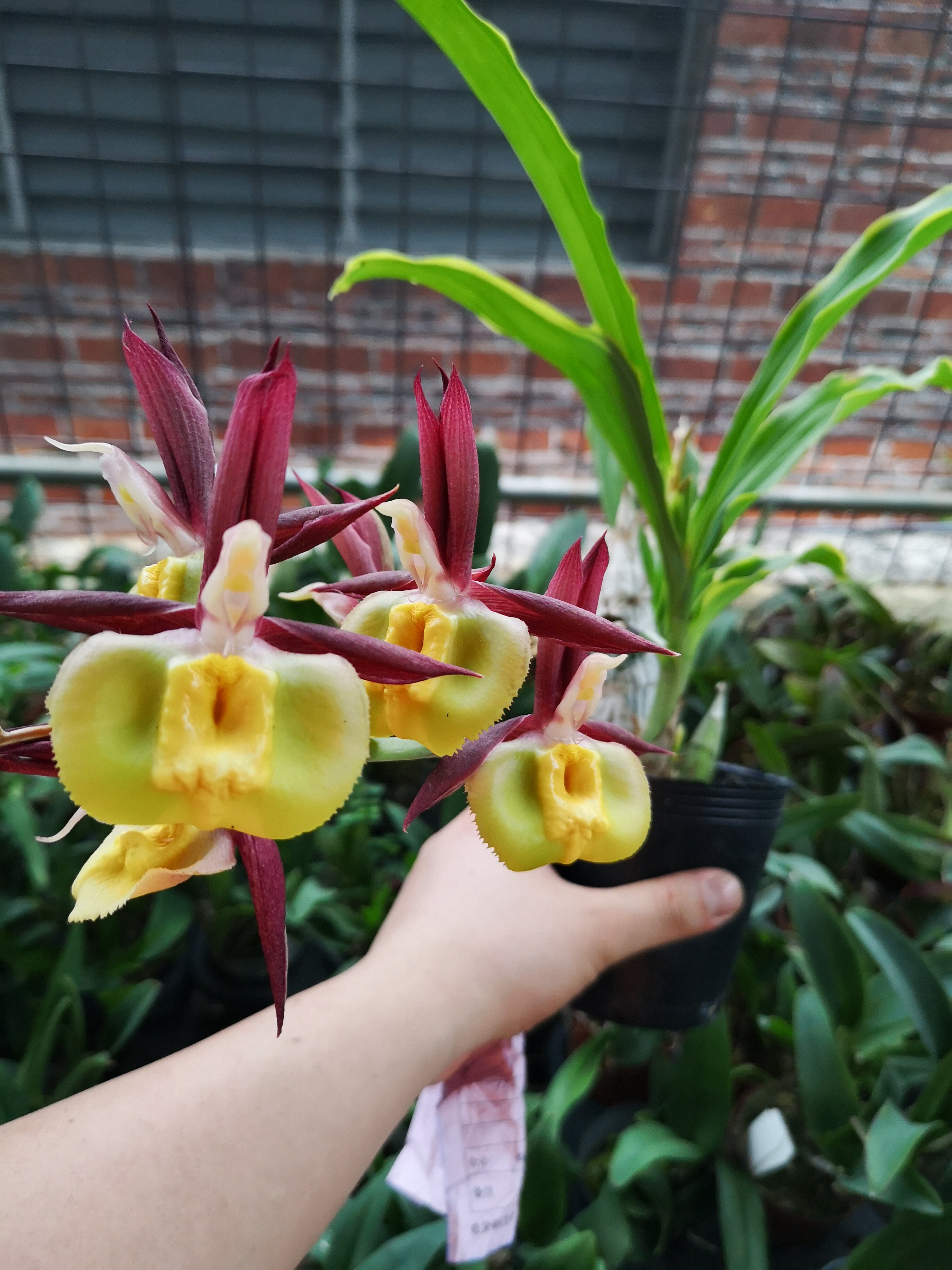 番茄雅韵catasetumpileabrosum叶艺红飘唇兰兰花洋兰时令草本花卉