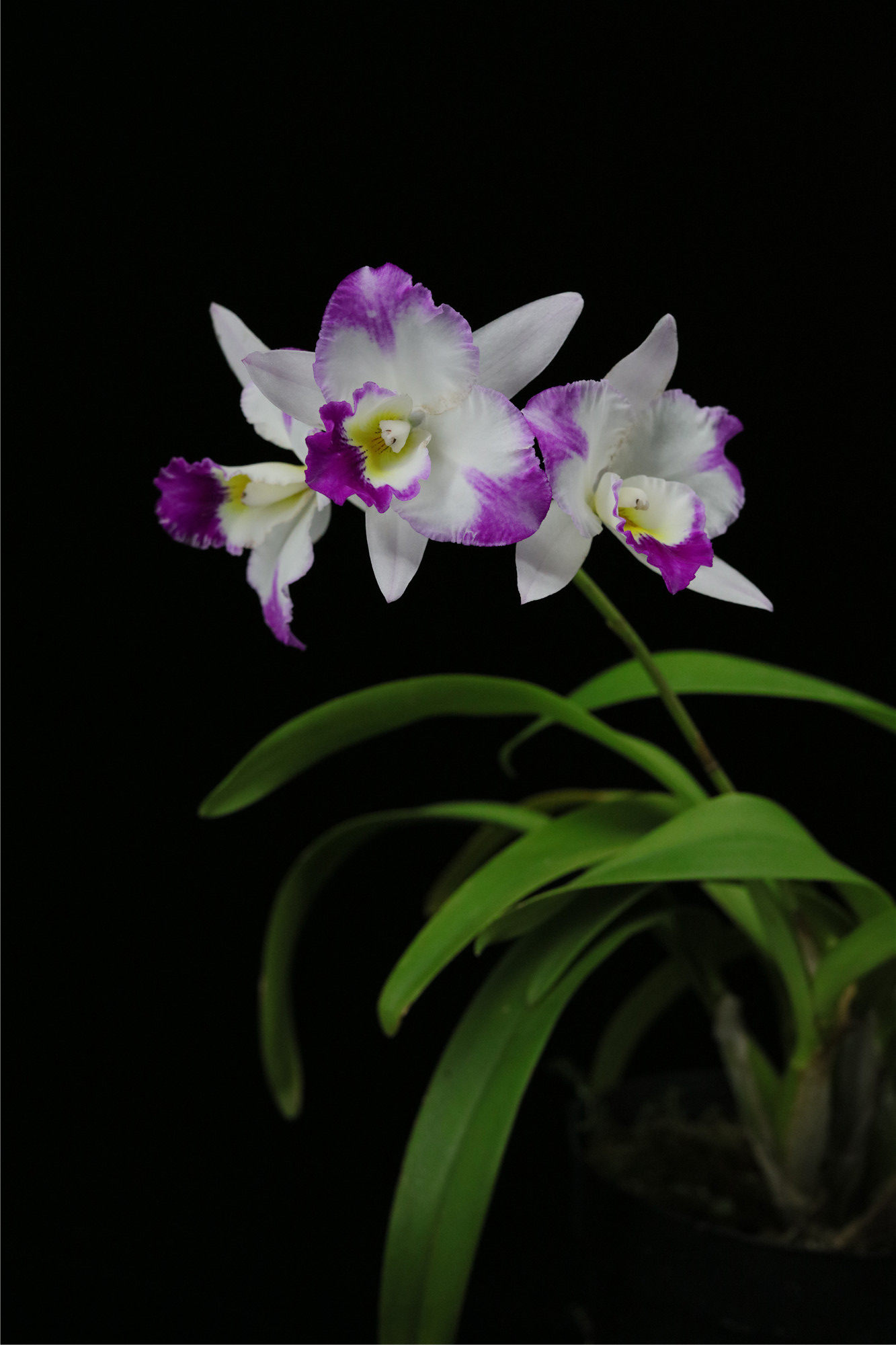 番茄雅韵villagechiefparfumsplashing泼墨贵夫人卡特卡特兰兰花时令