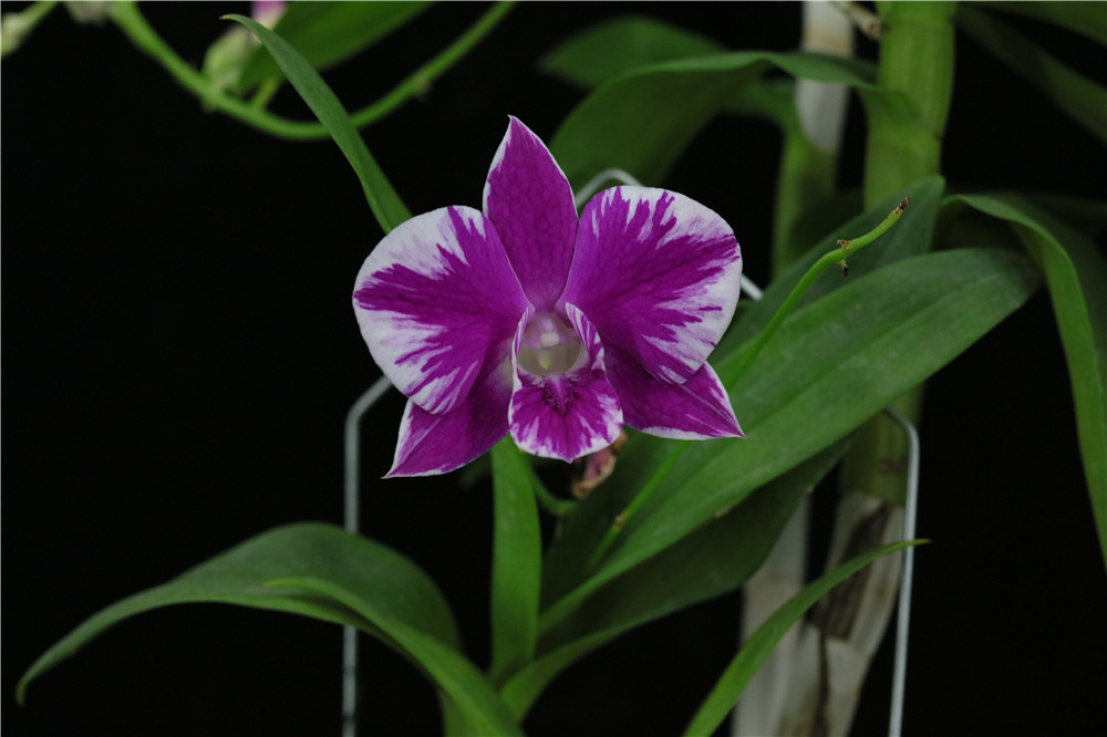 番茄雅韵堂denburanaclassy秋色大花泼墨石斛兰洋兰花