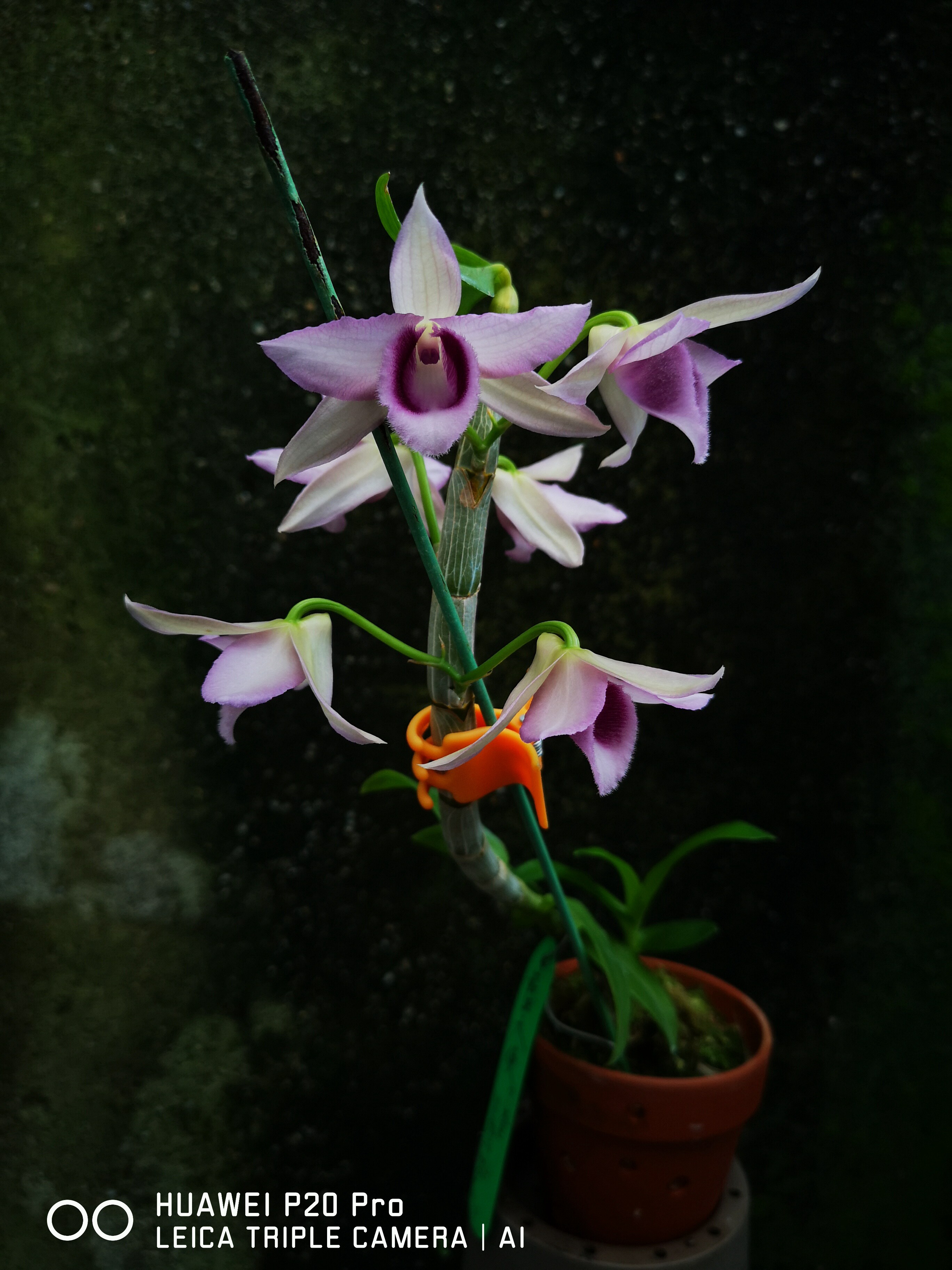 番茄雅韵dennestorblueangle蓝天使蓝龙檀香石斛兰花时令草本花卉