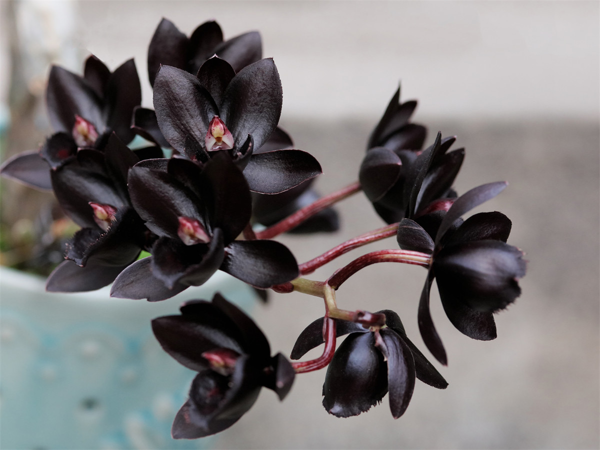 番茄雅韵fredclarkearaafterdark黑珍珠黑天鹅阳台兰花浓香国兰