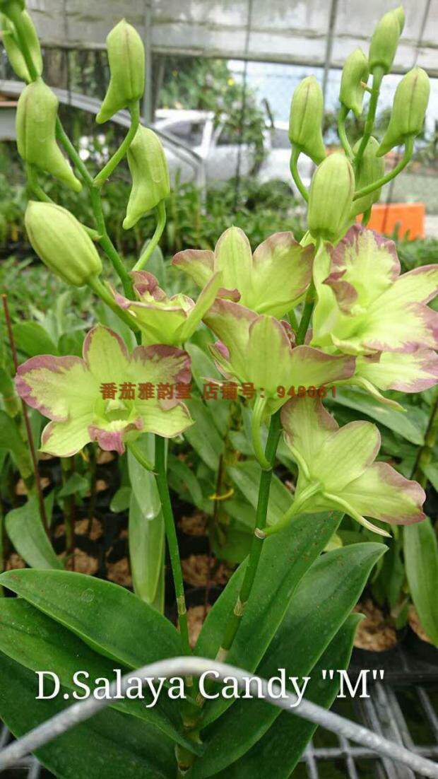 7寸大盆顺丰包邮densalayacandymutation黄绿泼墨石斛兰花花卉