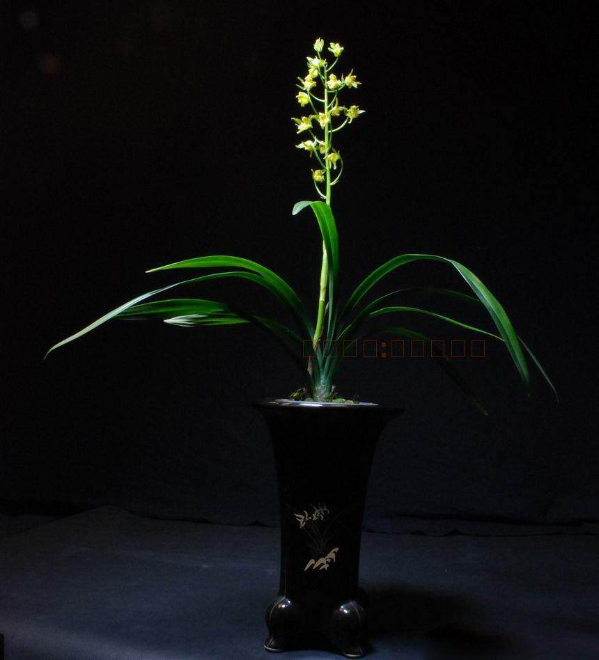 顺丰原盆邮寄春节开花南海素奇墨兰兰花国兰花卉