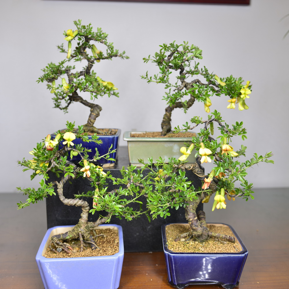 中国记忆金雀盆景黄色小品盆栽进口现货绿植