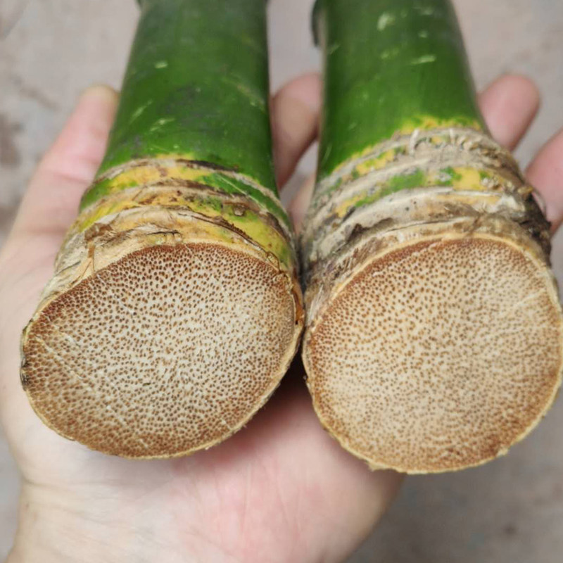 实心竹老玉竹竹制戒尺教鞭手持竹节竹棍禅杖竹编