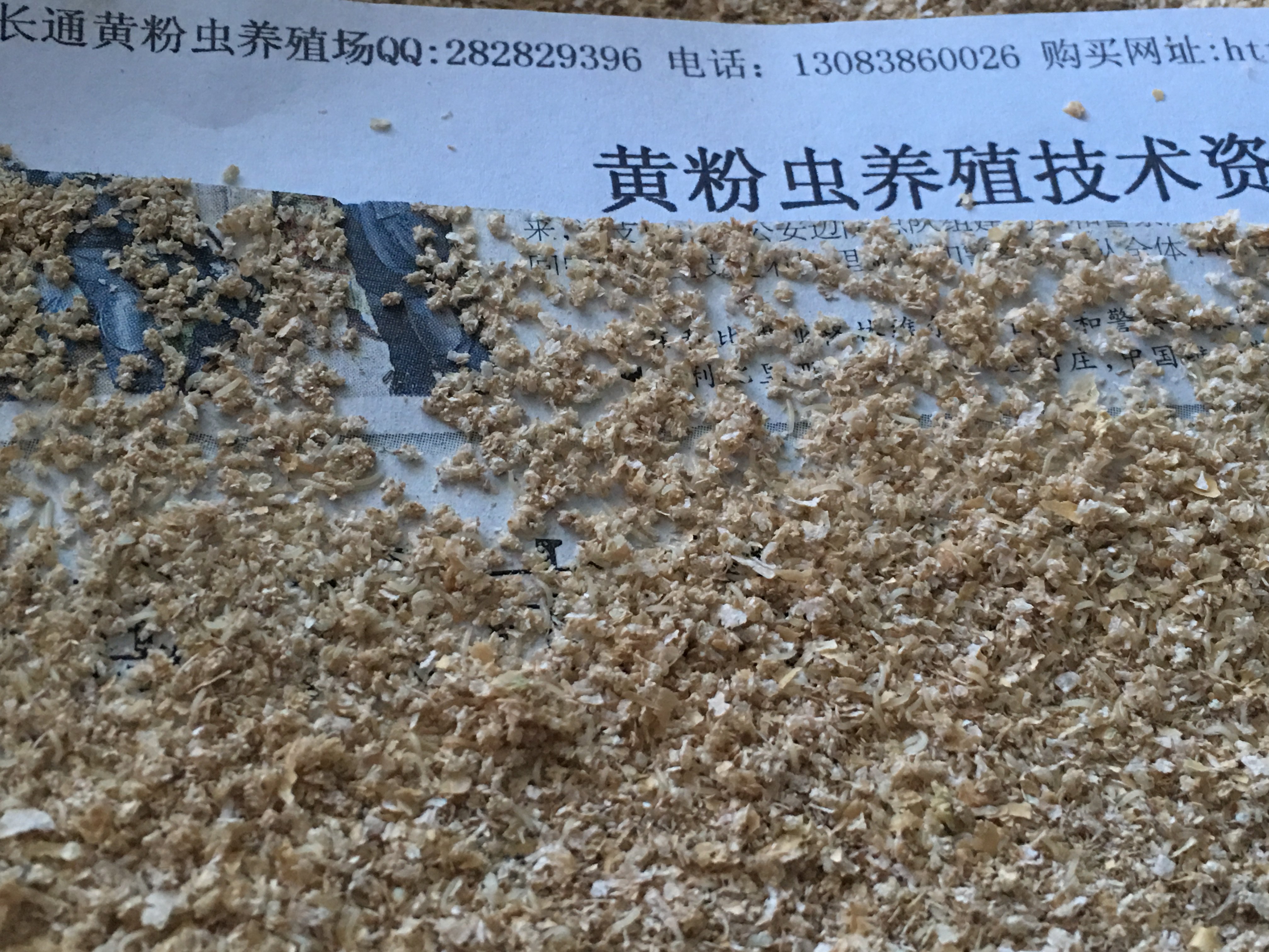 黄粉虫卵 孵化出的幼虫可作宠物鸡鹅石蛙等活体的优质饲包邮寄