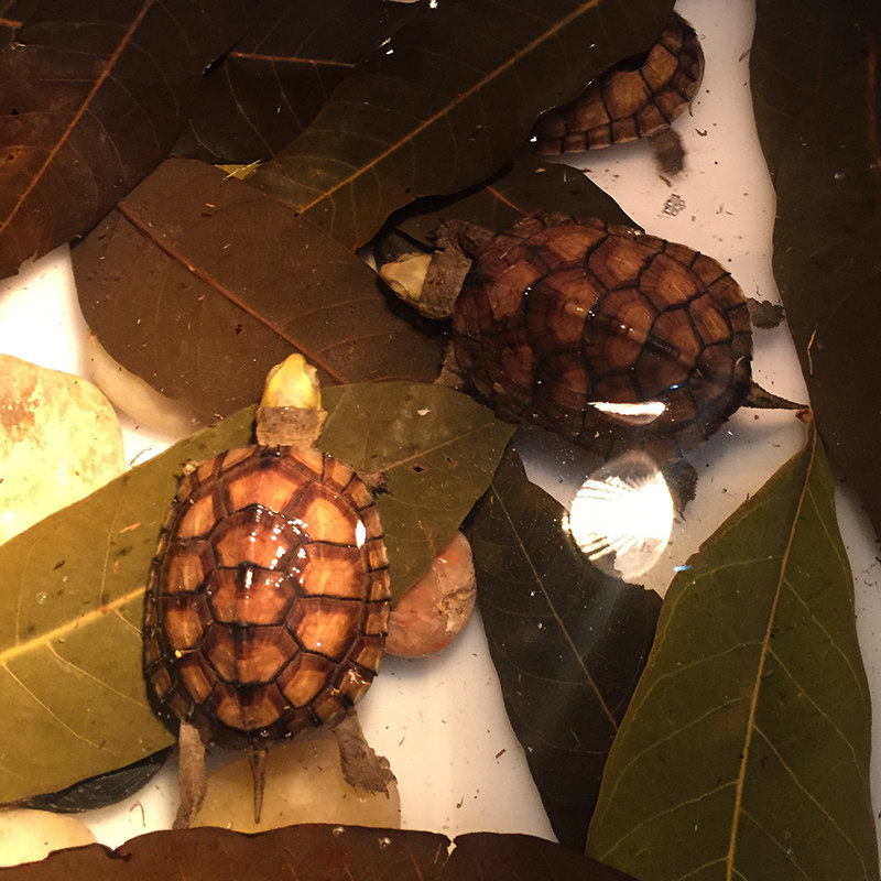 疯狂龙眼叶养龟原生态养龟环境装饰造景躲避调节造景