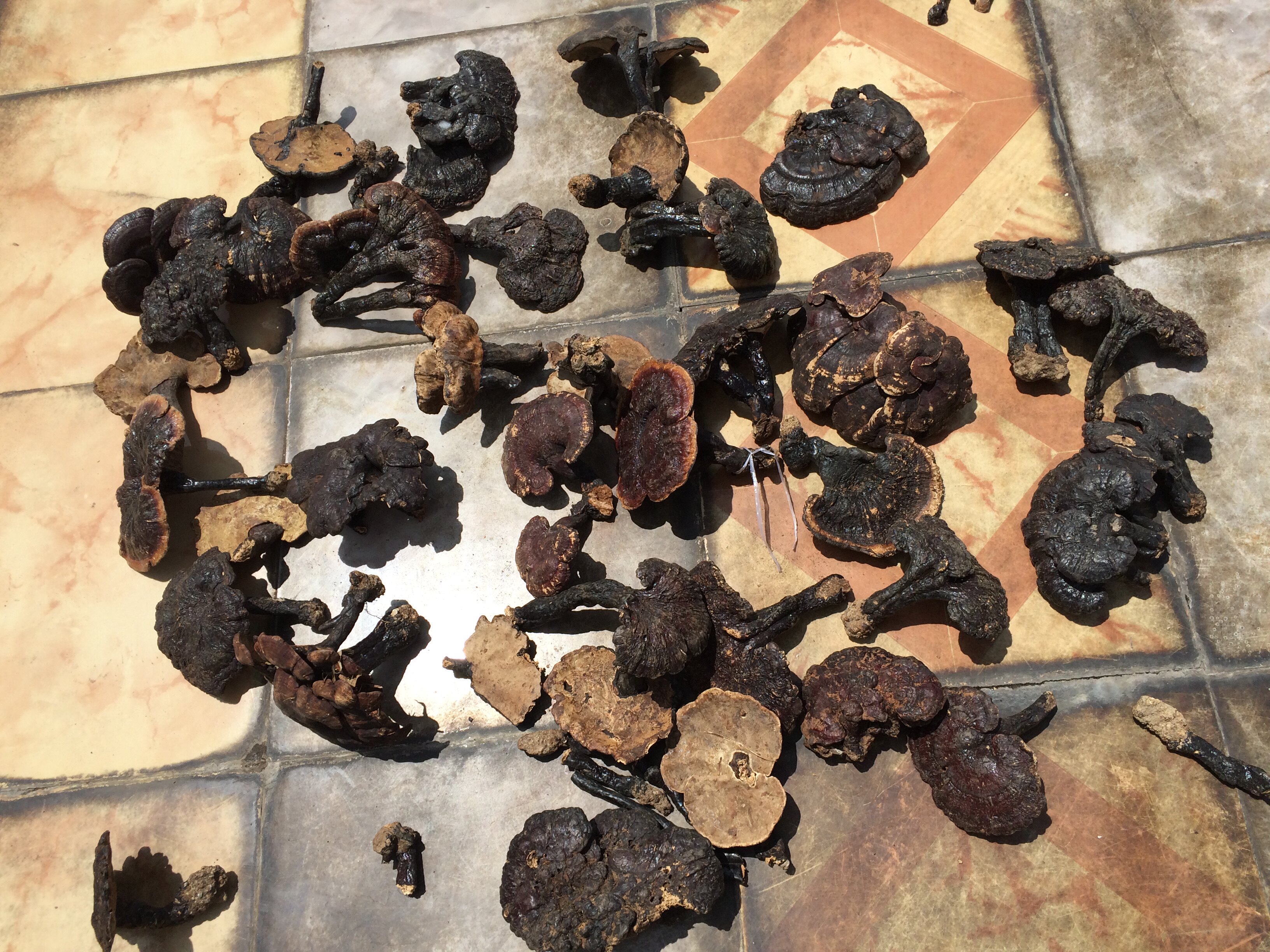 野生灵芝贵州野生小灵芝假一赔十250克78元一斤也批发