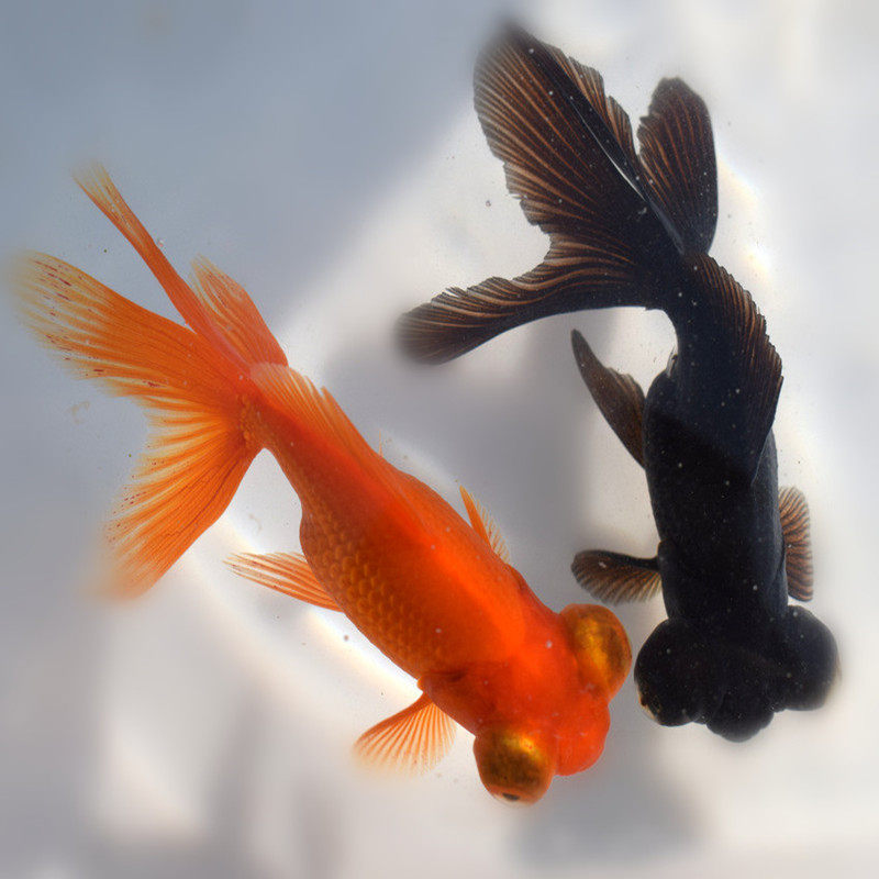 金鱼活鱼冷水小型练手鱼红草金鱼好养耐活鱼小鱼活淡水金鱼观赏鱼_双