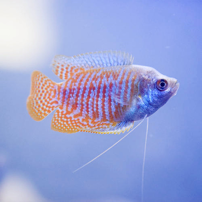 丽丽鱼七彩五彩观赏鱼活体小型曼龙鱼耐养的鱼淡水好养耐活鱼冷水