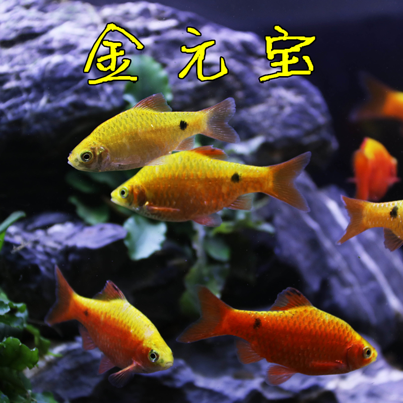 金元宝水耐小鱼练手冷水套餐淡水混养小型活体鱼