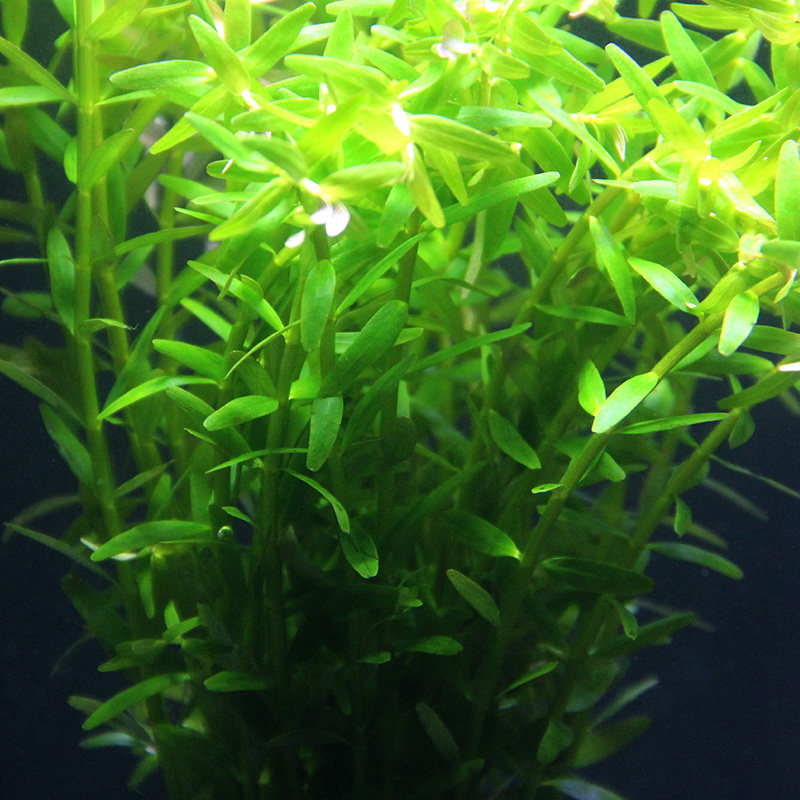 水草草绿宫廷造景吴氏水水族箱鱼缸植物活体水草