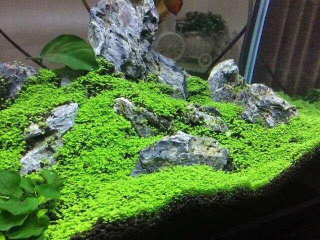 种子速成前景鱼缸叶鱼缸活体你对叶迷造景水族水草