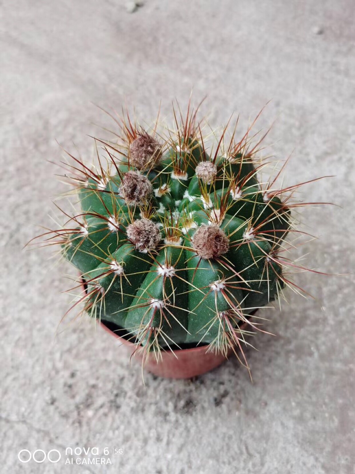 多肉球缘植物开花易开花南国玉属仙人实生王丸多肉植物