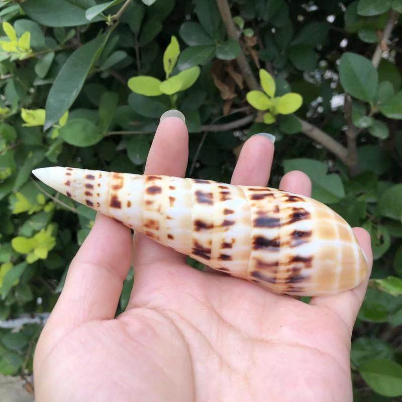 天然海螺贝壳竹笋鱼缸造景装饰家居摆件礼品拍摄海螺