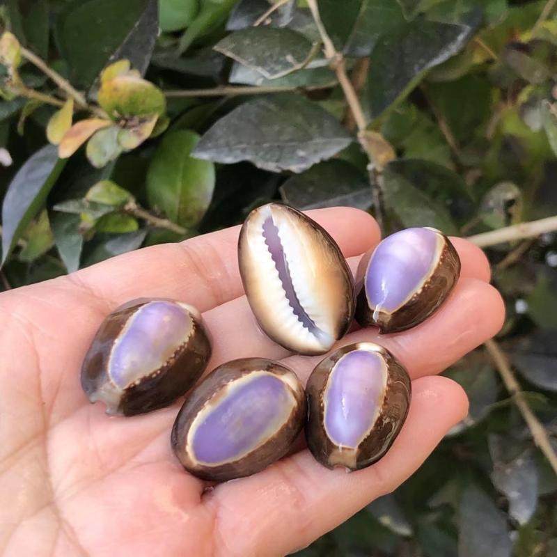 天然海螺贝壳紫色宝螺标本鱼缸水族景观造景海螺