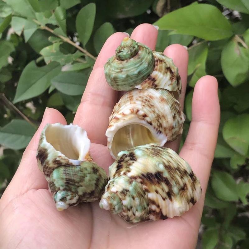 花斑蜗牛天然贝壳海螺鱼缸水族造景卷贝寄居海螺