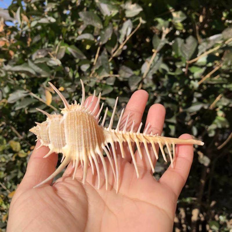 骨螺天然海螺贝壳刺螺维纳斯女巫造景地中海风情地台海螺