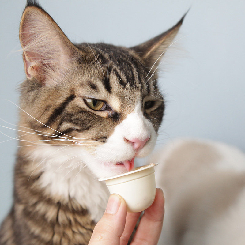 心然猫果冻 猫咪零食奖励猫布丁猫美毛增肥补钙 营养猫零食小零食