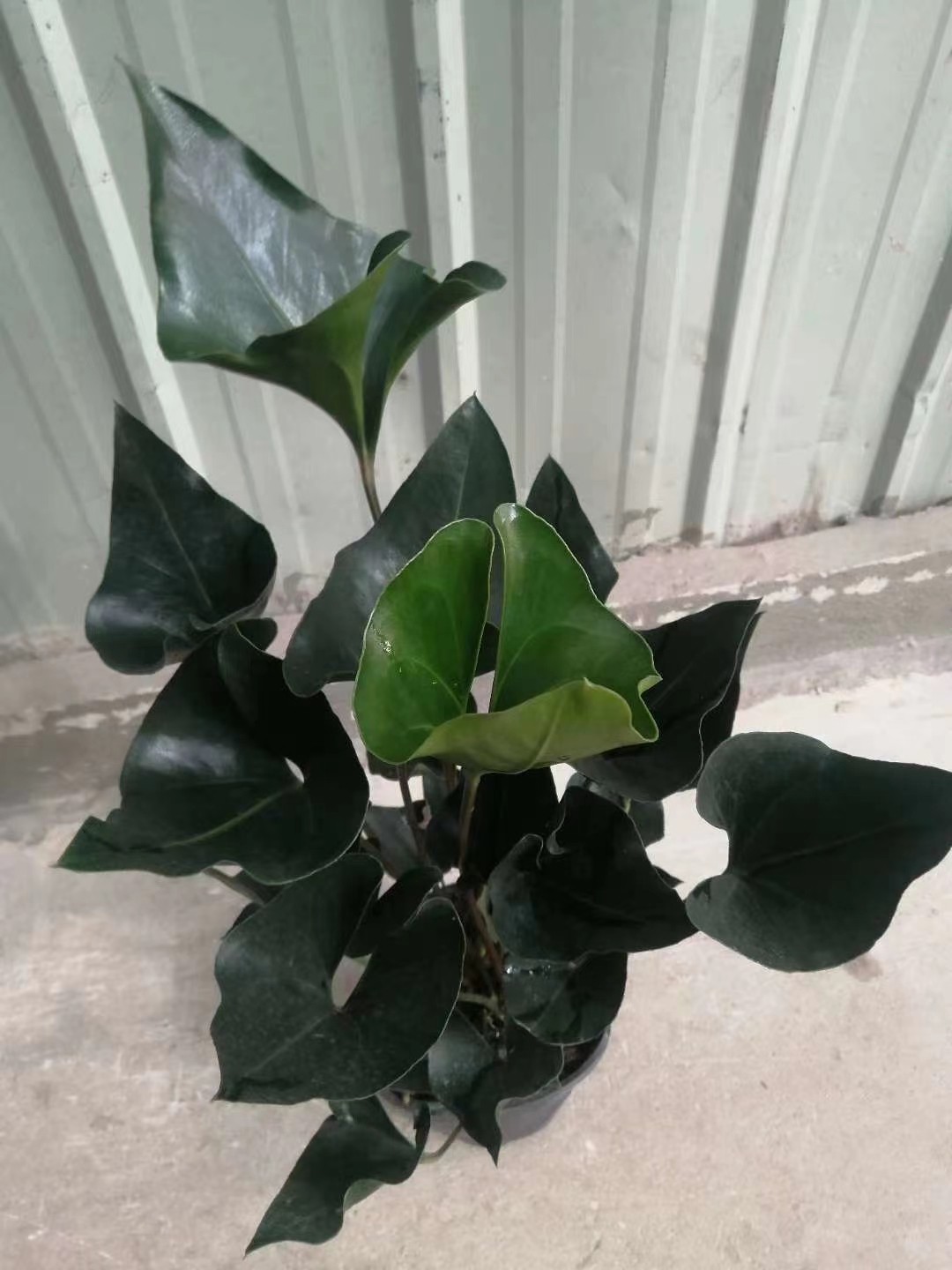 国王可水云南易养喜阴耐寒土培培可绿植盆景绿植