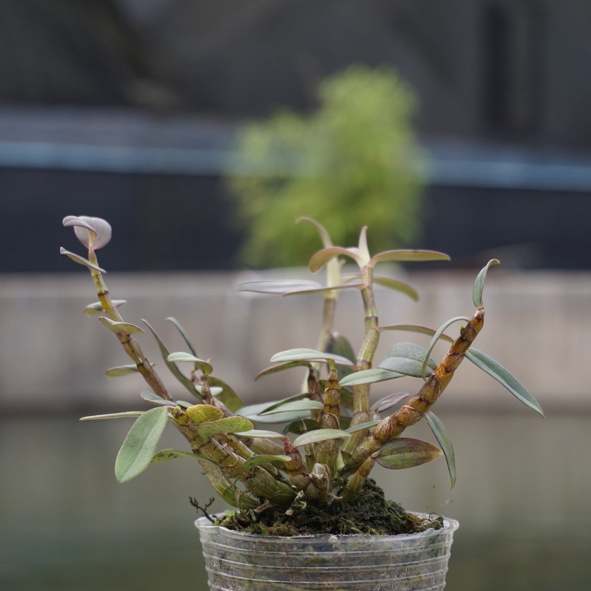 石斛原盆铁皮兰苗3年种苗盆栽丹霞红杆办公室绿植