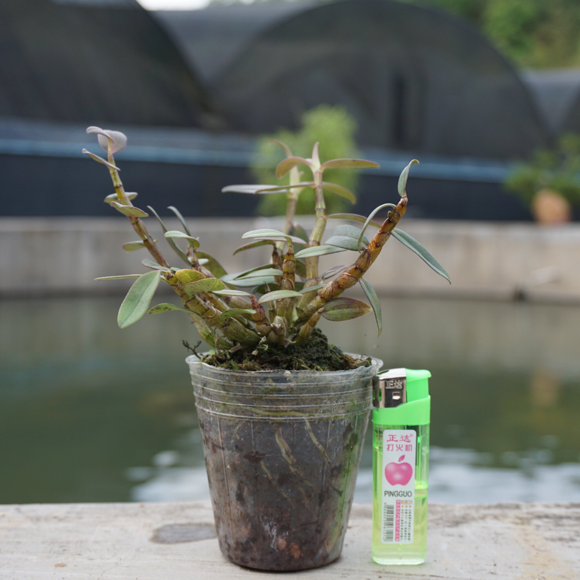 石斛原盆铁皮兰苗3年种苗盆栽丹霞红杆办公室绿植