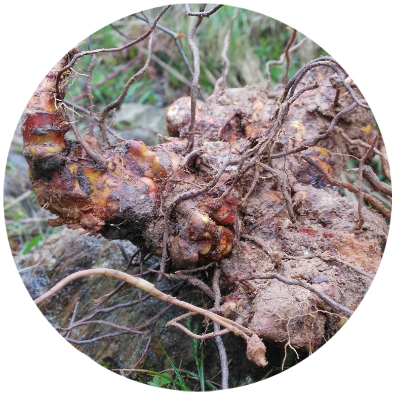 金刚秦岭新鲜菝葜500克根拔马甲头中中药材泡酒包其他药食同源食品