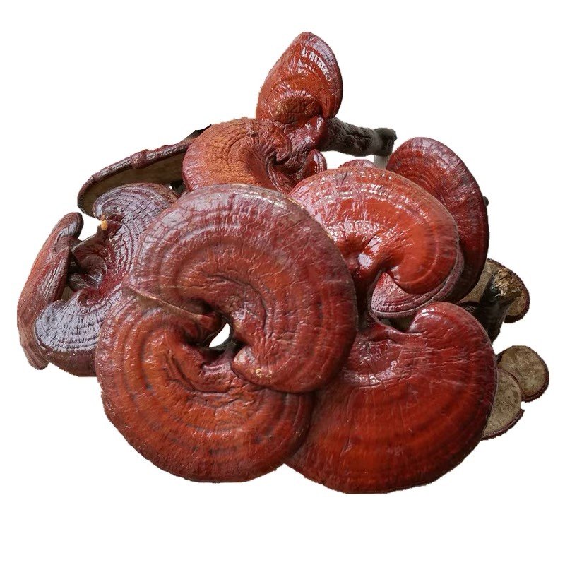 灵芝中药材正品长白山半野野生整枝林芝赤灵500克整枝灵芝