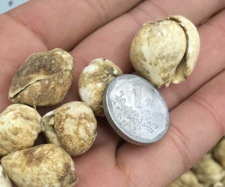 贝母中药材川贝炉贝正品50克150元包邮其他药食同源食品