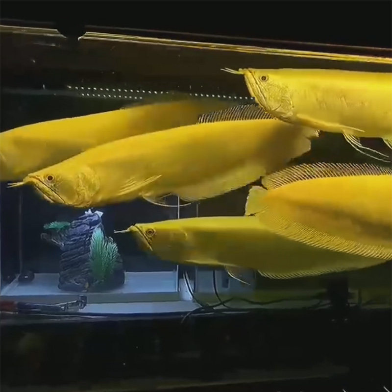 银龙龙鱼观赏鱼黄化活鱼鱼苗白化热带鱼活体鱼
