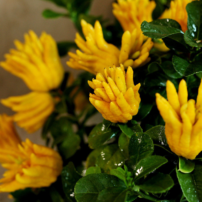 佛手千指办公室居室阳台庭院无刺小果盆栽金华绿植