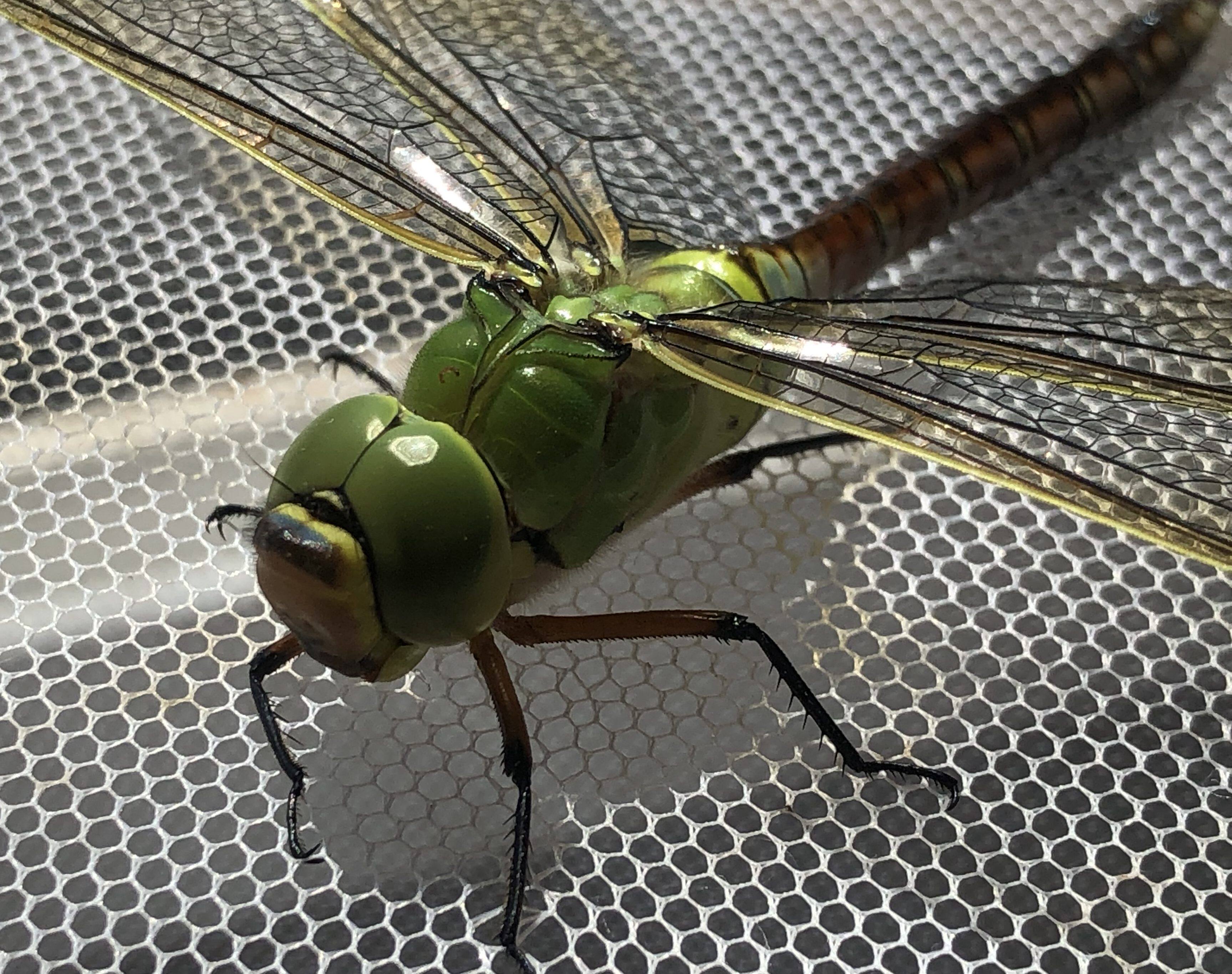 蜻蜓幼虫水虿活体碧伟蜓闪蓝丽小蜻霸王叶微山湖原生满10只包邮