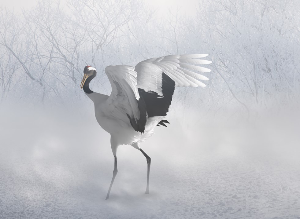 小众摄影迷雾仙境仙鹤丹顶鹤动物装饰画客厅卧室现代装饰画