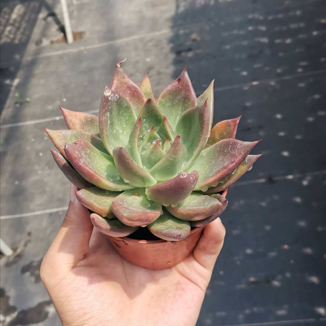 胜者骑兵多肉植物冬云防辐射净化空气花卉多肉植物