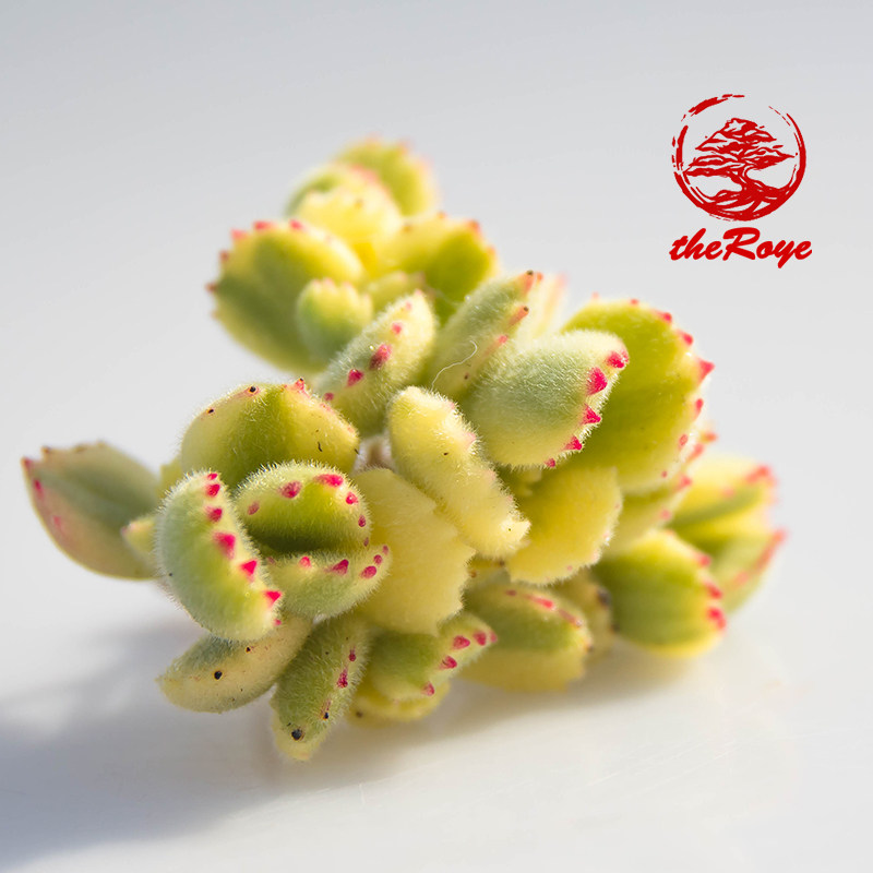 roye韩国进口精品群生老桩多肉植物熊童子白白熊多肉植物