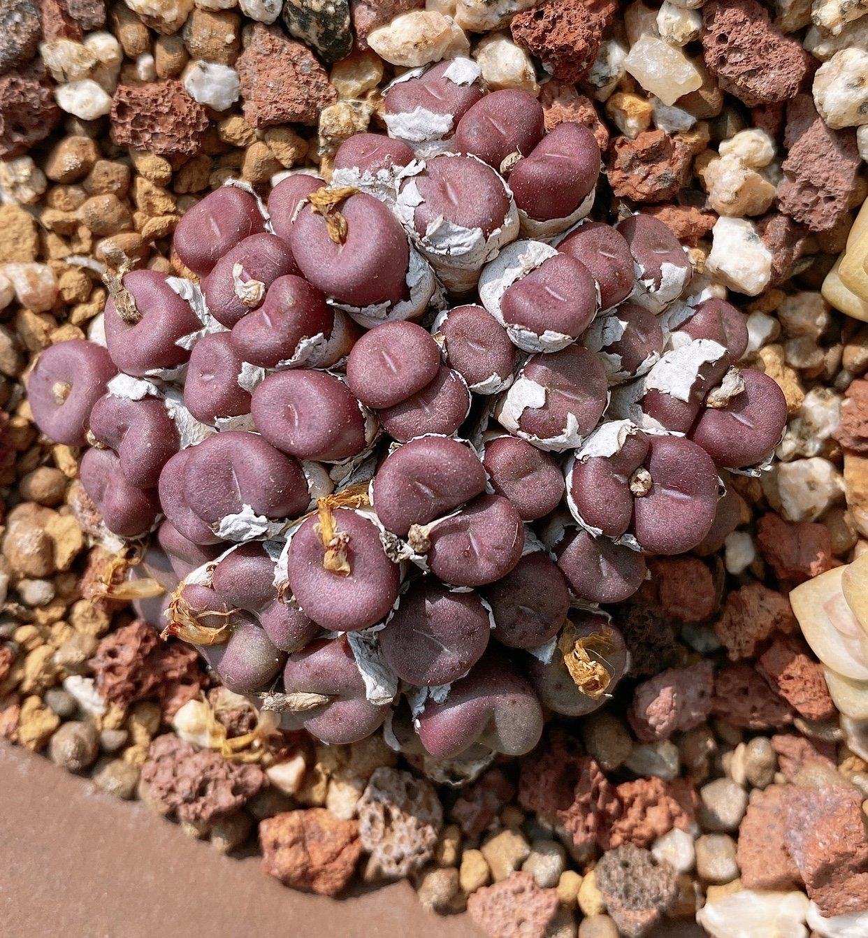 小丁roye多肉植物馆肉锥红小红嘴整群可分分头多肉植物