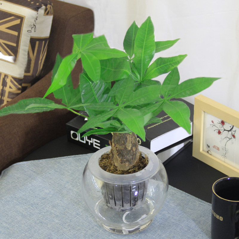 水培小发财树迷你盆栽花卉植物净化空气除甲醛污染绿桌面绿植盆景