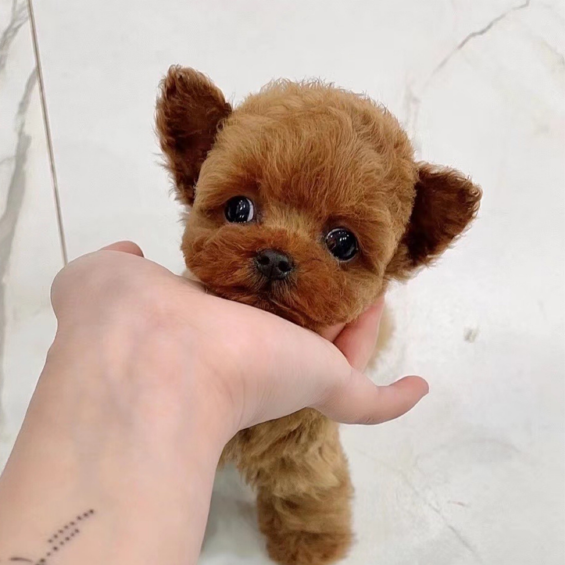 泰迪犬幼156号飞耳棕色宠物狗活体真狗立耳红泰宠物训练