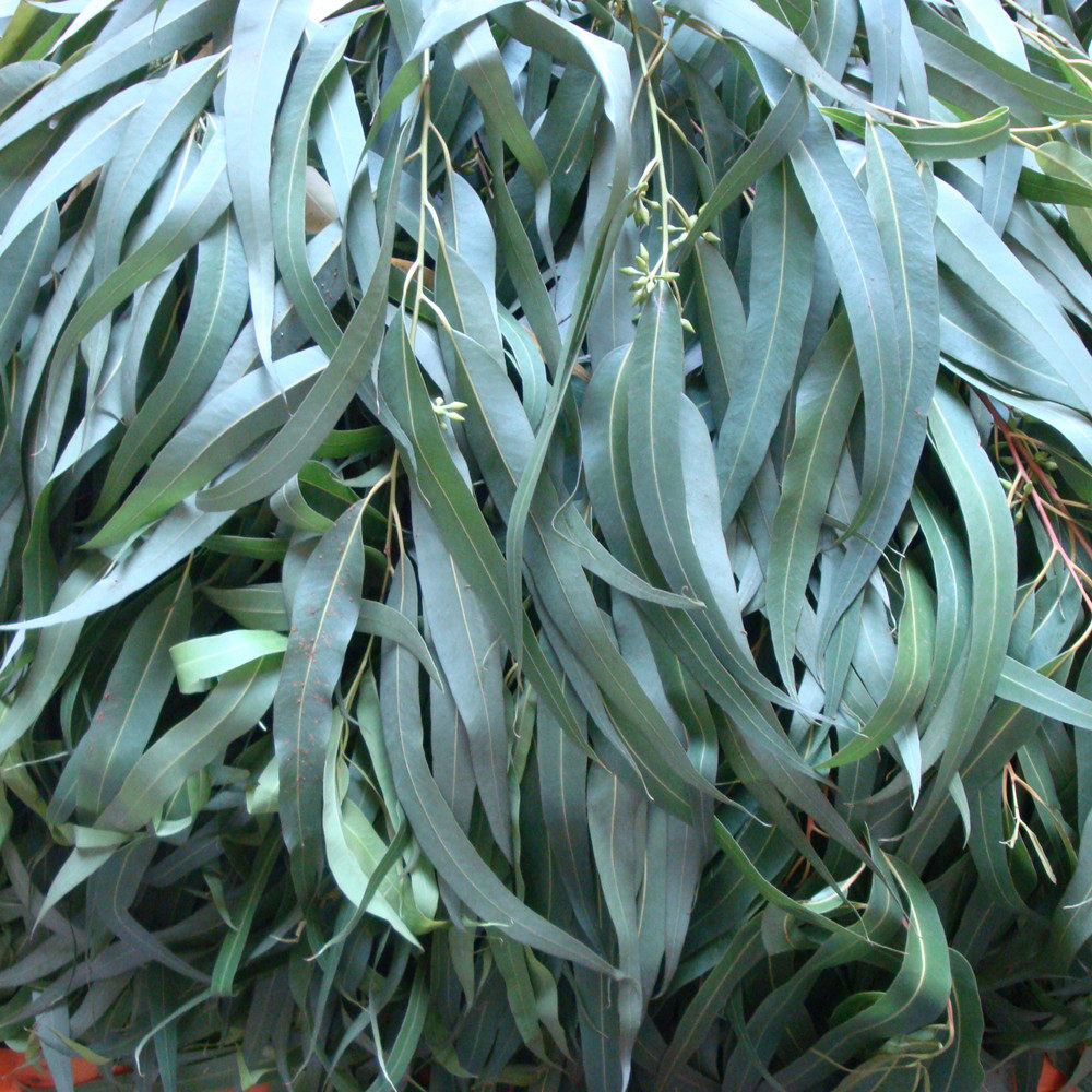 现摘新鲜桉树叶按树叶橡树叶蓝绿桉叶无杂质大促